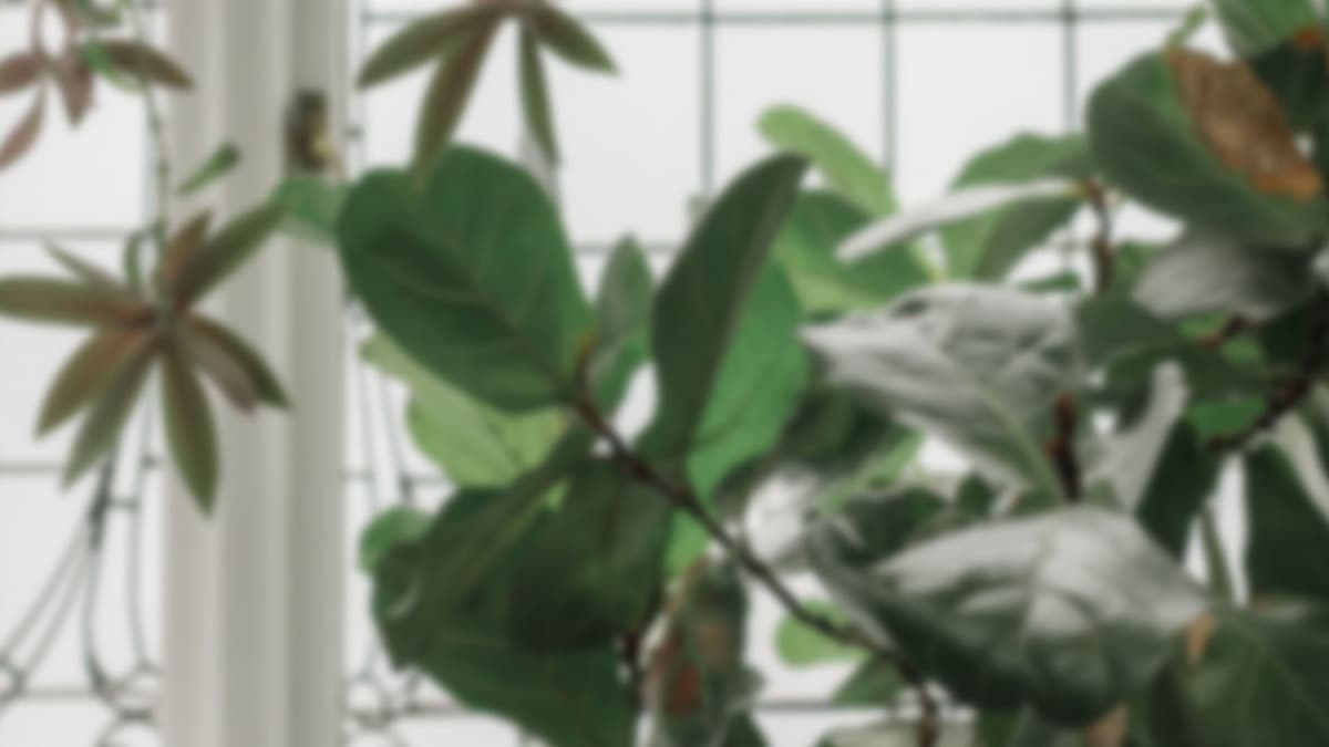 interior-window-plant-blur