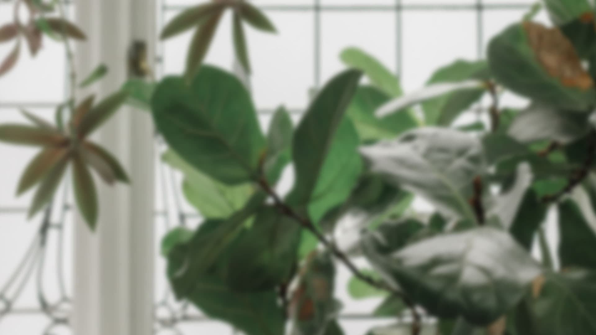 interior-window-plant-blur