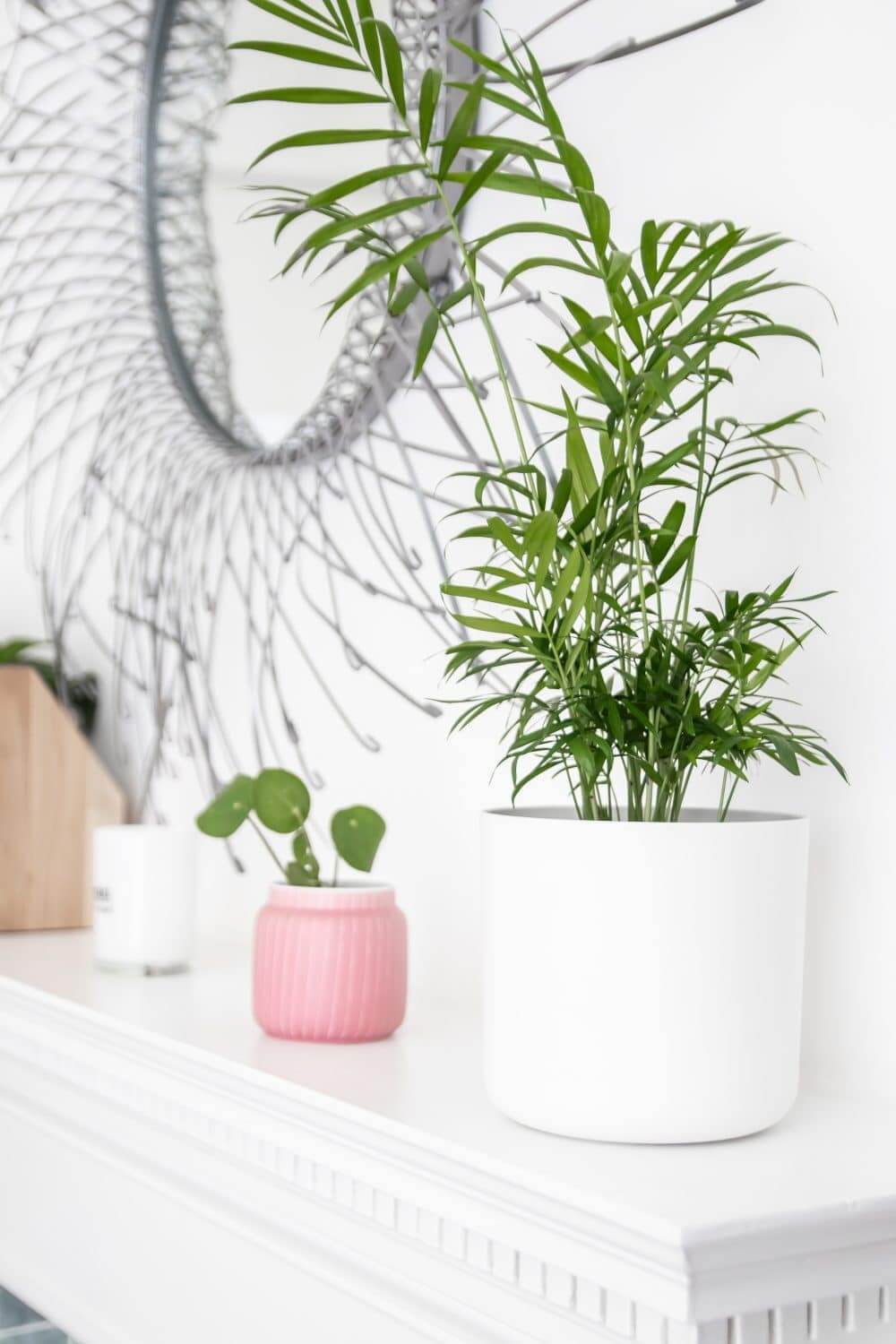 plants-interior-clinic